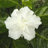 Enchanted - Body Butter Souffle